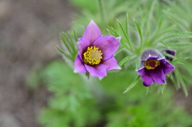 güzel çiçeklerin yakın görünümü 