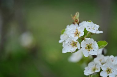 Güzel bahar çiçekleri, doğa arka planı.