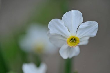 güzel çiçek yakın görünümü 