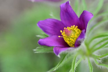 güzel çiçek yakın görünümü 