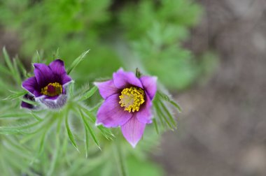 güzel çiçeklerin yakın görünümü 