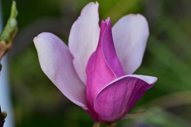 Bahçedeki güzel pembe manolya çiçeği