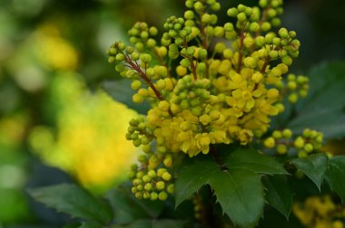 Güzel bahar çiçekleri, doğa arka planı.