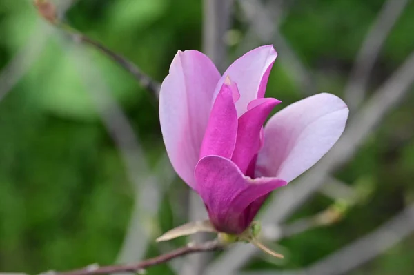 Krásná Růžová Magnólie Květina Zahradě — Stock fotografie