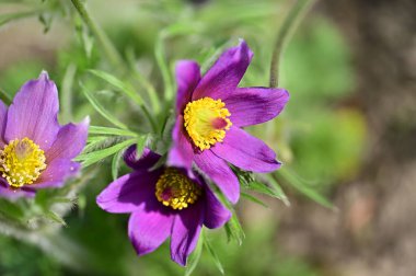 güzel çiçeklerin yakın görünümü 