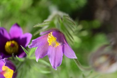 güzel çiçeklerin yakın görünümü 
