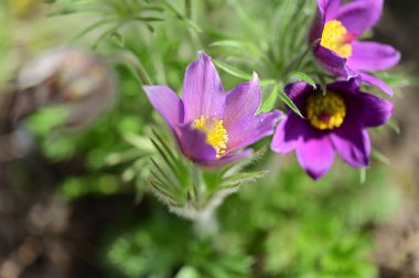 güzel çiçeklerin yakın görünümü 