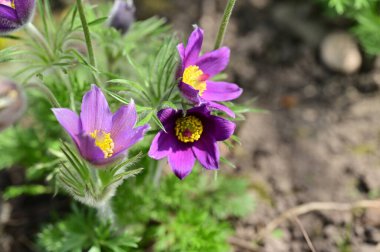 güzel çiçeklerin yakın görünümü 