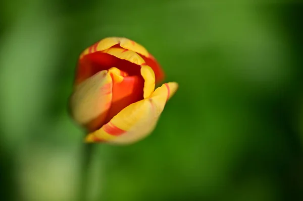 Zbliżenie Widok Piękny Kwiat Tulipan — Zdjęcie stockowe
