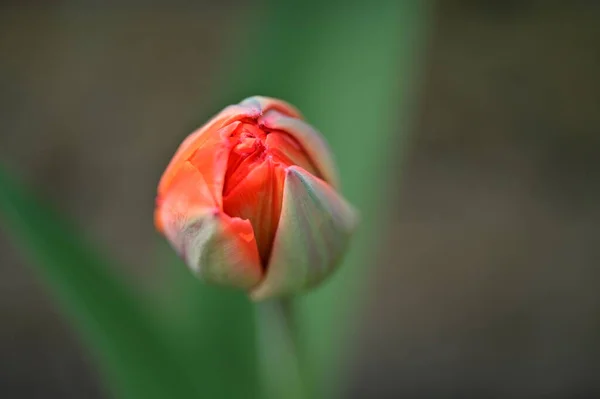 Κοντινή Θέα Του Όμορφου Λουλουδιού Τουλίπας — Φωτογραφία Αρχείου