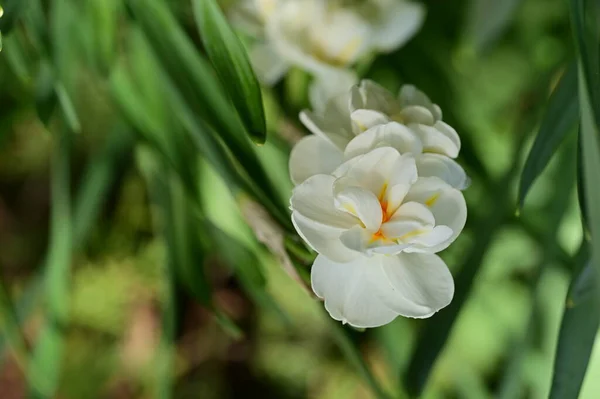 Zblízka Pohled Krásnou Květinu — Stock fotografie