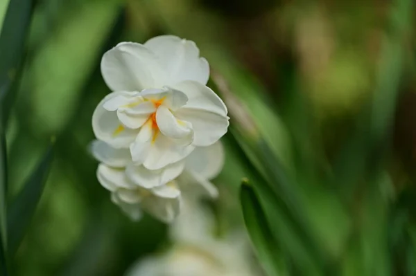 美しい花のクローズアップビュー — ストック写真