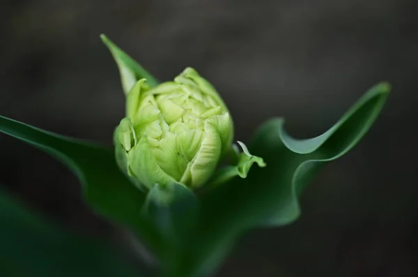 stock image close up view of  beautiful tulip  flower 