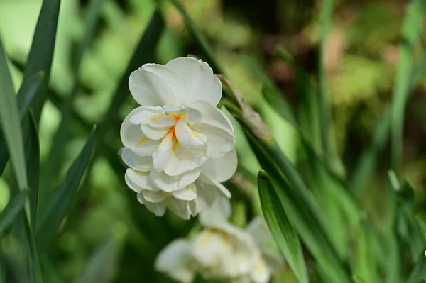 Güzel Çiçek Yakın Görünümü — Stok fotoğraf