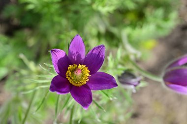 güzel çiçek yakın görünümü 