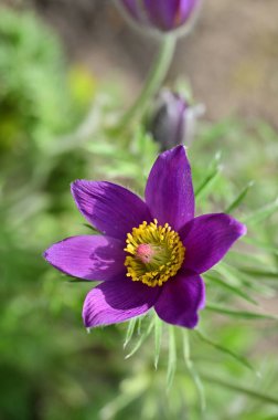 güzel çiçek yakın görünümü 