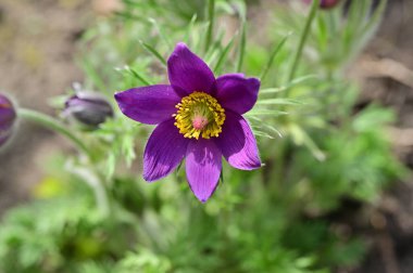 güzel çiçek yakın görünümü 