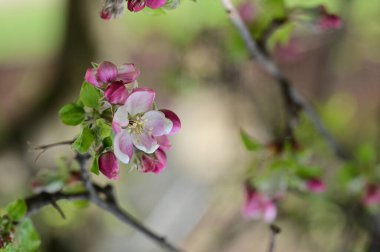 Güzel bahar çiçekleri, doğa arka planı.