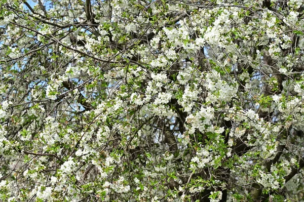 Красивый Весенний Цветок Природный Фон — стоковое фото