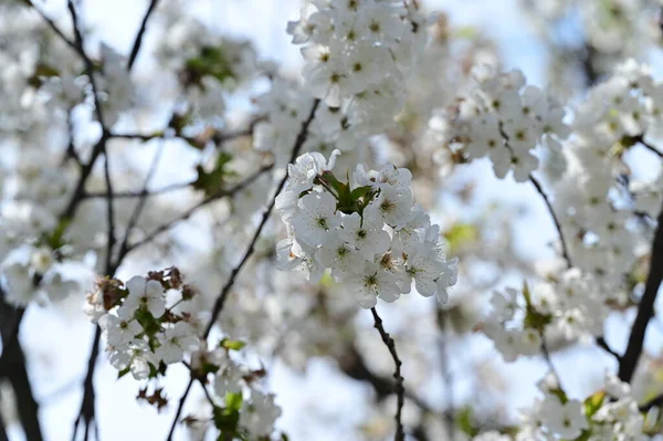 Flores Primavera Bonita Flor Fundo Natureza — Fotografia de Stock
