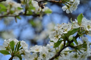 Güzel bahar çiçekleri, doğa arka planı.