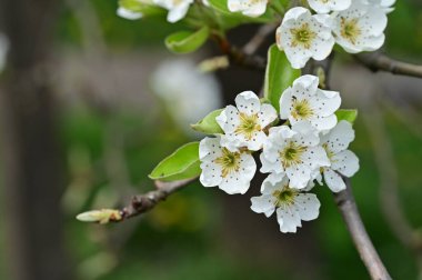 Güzel bahar çiçekleri, doğa arka planı.