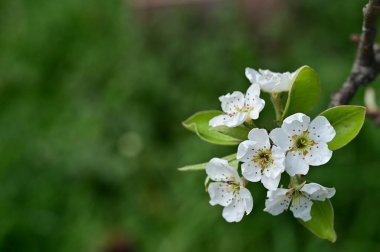 Güzel bahar çiçekleri, doğa arka planı.