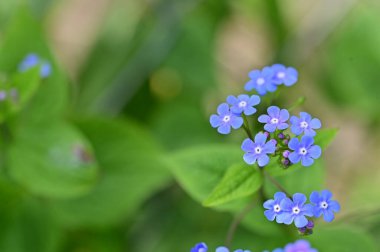 güzel çiçeklerin yakın görünümü 
