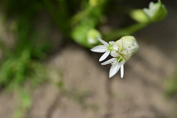 Nahaufnahme Der Schönen Blume — Stockfoto