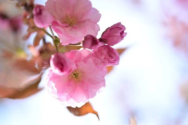 美しい春の花自然背景 — ストック写真