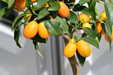 Ağaçta yeşil yapraklar olan mandalinalar.