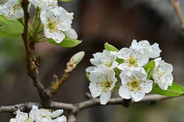 Güzel bahar çiçekleri, doğa arka planı.