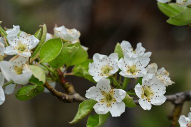 Güzel bahar çiçekleri, doğa arka planı.
