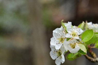 Güzel bahar çiçekleri, doğa arka planı.