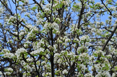 Güzel bahar çiçekleri, doğa arka planı.