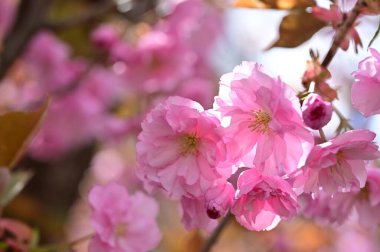 Güzel bahar çiçekleri, doğa arka planı.