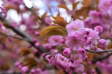 Güzel bahar çiçekleri, doğa arka planı.