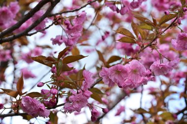 Güzel bahar çiçekleri, doğa arka planı.