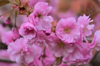 Güzel bahar çiçekleri, doğa arka planı.