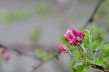 Güzel bahar çiçekleri, doğa arka planı.