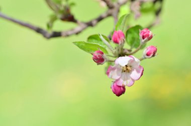 Güzel bahar çiçekleri, doğa arka planı.