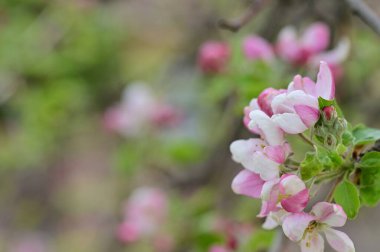Güzel bahar çiçekleri, doğa arka planı.