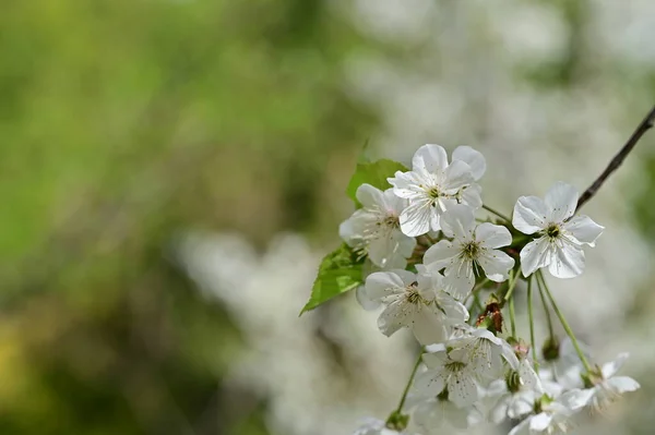 Mooie Lente Bloemen Bloesem Natuur Achtergrond — Stockfoto