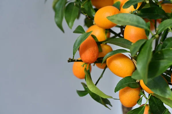 stock image tangerines with green leaves on the tree.