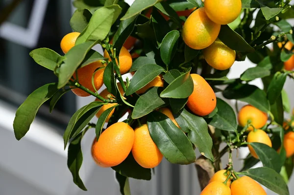 Mandarinky Zelenými Listy Stromě — Stock fotografie