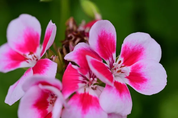 Close Uitzicht Prachtige Bloemen — Stockfoto