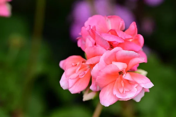 Close View Beautiful Flower — Stock Photo, Image