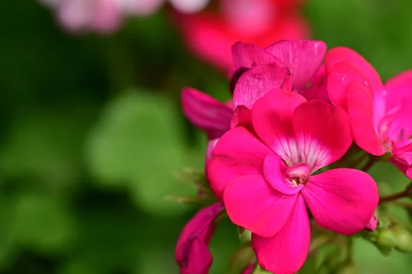 Güzel Çiçeklerin Yakın Görünümü — Stok fotoğraf