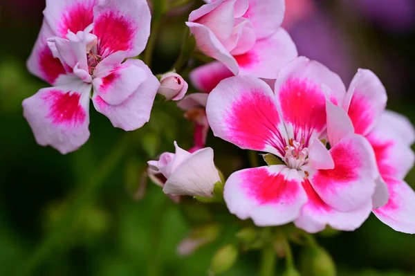 Közeli Kilátás Gyönyörű Virágok — Stock Fotó