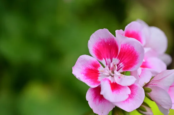 Közeli Kilátás Gyönyörű Virág — Stock Fotó